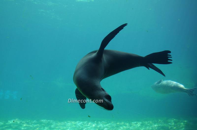 океанографический парк L'Oceanogràfic Валенсия
